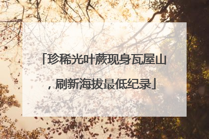 珍稀光叶蕨现身瓦屋山，刷新海拔最低纪录