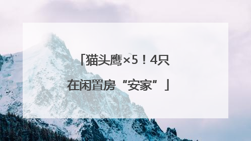 猫头鹰×5！4只在闲置房“安家”