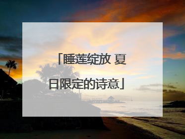 睡莲绽放 夏日限定的诗意