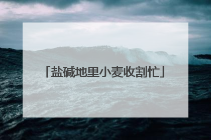 盐碱地里小麦收割忙