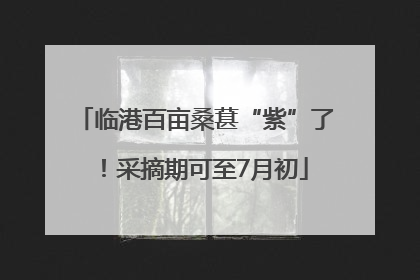 临港百亩桑葚“紫”了！采摘期可至7月初