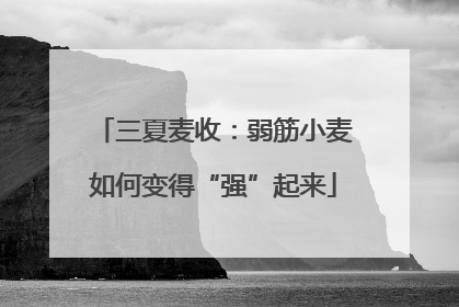 三夏麦收：弱筋小麦如何变得“强”起来
