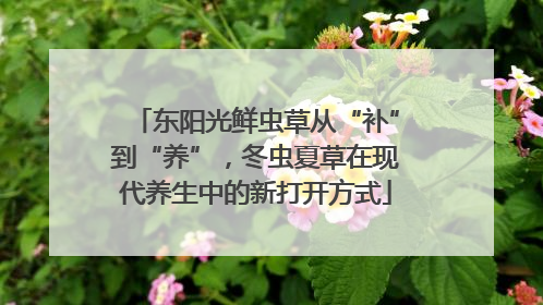 东阳光鲜虫草从“补”到“养”，冬虫夏草在现代养生中的新打开方式
