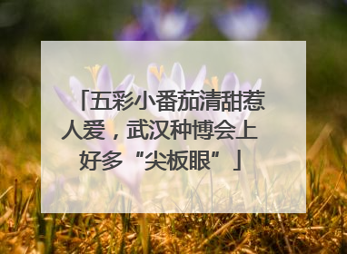 五彩小番茄清甜惹人爱，武汉种博会上好多“尖板眼”