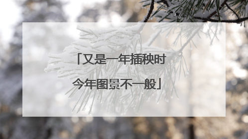 又是一年插秧时 今年图景不一般