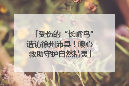 受伤的“长嘴鸟”造访徐州沛县！暖心救助守护自然精灵
