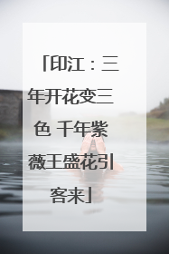 印江：三年开花变三色 千年紫薇王盛花引客来