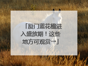 厦门蓝花楹进入盛放期！这些地方可观赏→