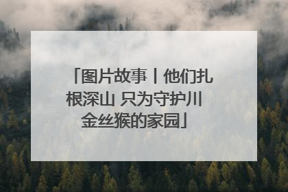图片故事丨他们扎根深山 只为守护川金丝猴的家园