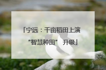 宁远：千亩稻田上演 “智慧种田” 升级