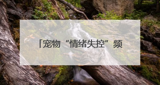 宠物“情绪失控”频繁咬伤主人 医生：宠物夏季易情绪中暑