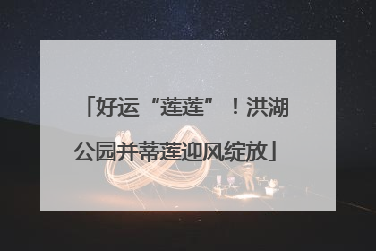 好运“莲莲”！洪湖公园并蒂莲迎风绽放