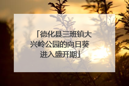 德化县三班镇大兴岭公园的向日葵进入盛开期