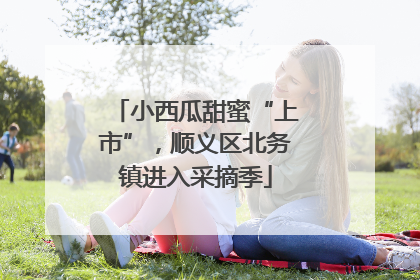 小西瓜甜蜜“上市”，顺义区北务镇进入采摘季