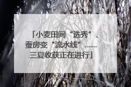 小麦田间“选秀”、蚕房变“流水线”……三夏收获正在进行