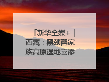 新华全媒+｜西藏：黑颈鹤家族高原湿地喜添“萌宝”