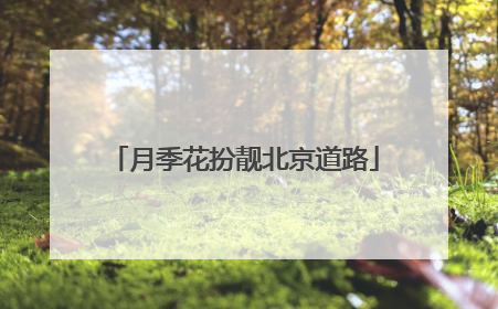 月季花扮靓北京道路