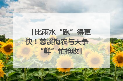比雨水“跑”得更快！慈溪梅农与天争“鲜”忙抢收