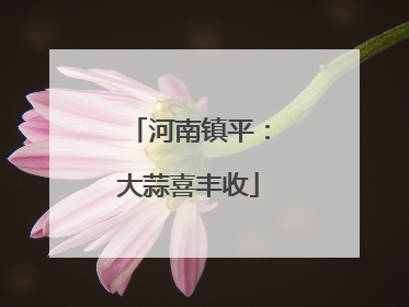 河南镇平：大蒜喜丰收