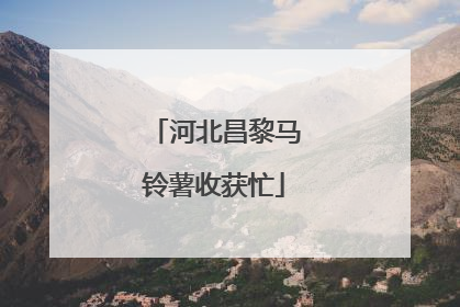 河北昌黎马铃薯收获忙