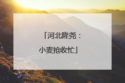 河北隆尧：小麦抢收忙