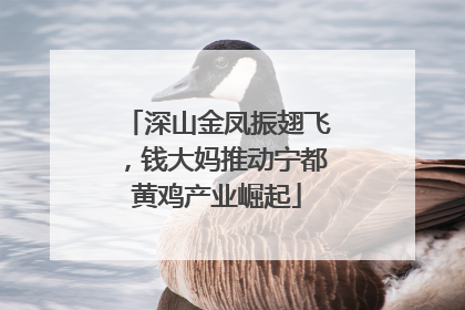 深山金凤振翅飞，钱大妈推动宁都黄鸡产业崛起