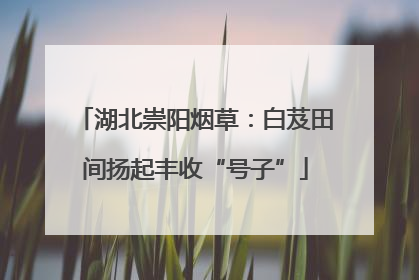 湖北崇阳烟草：白芨田间扬起丰收“号子”