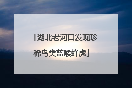 湖北老河口发现珍稀鸟类蓝喉蜂虎