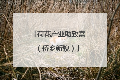 荷花产业助致富（侨乡新貌）