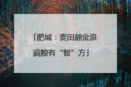 肥城：麦田翻金浪藏粮有“智”方