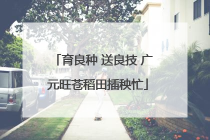 育良种 送良技 广元旺苍稻田插秧忙