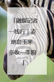 融媒记者一线行｜麦地套玉米 多收一季粮