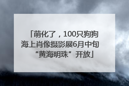 萌化了，100只狗狗海上肖像摄影展6月中旬“黄海明珠”开放