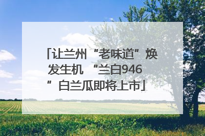 让兰州“老味道”焕发生机 “兰白946”白兰瓜即将上市