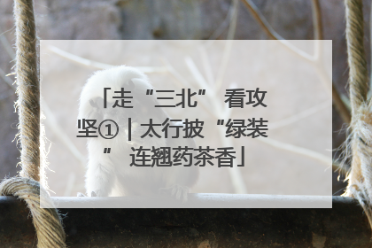 走“三北” 看攻坚①｜太行披“绿装” 连翘药茶香