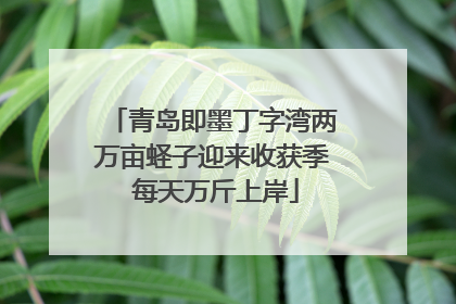 青岛即墨丁字湾两万亩蛏子迎来收获季 每天万斤上岸