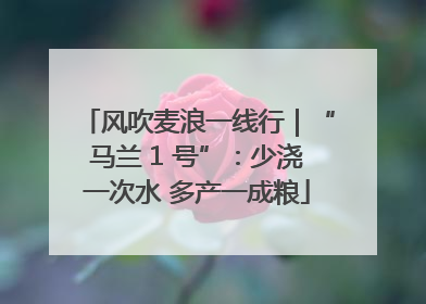 风吹麦浪一线行｜“马兰 1 号”：少浇一次水 多产一成粮