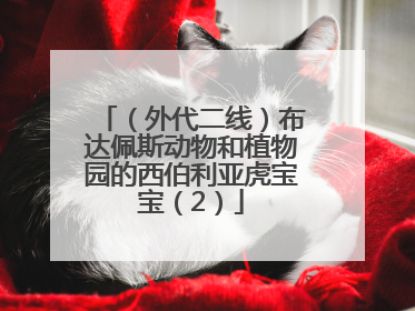 （外代二线）布达佩斯动物和植物园的西伯利亚虎宝宝（2）