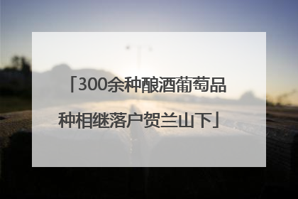 300余种酿酒葡萄品种相继落户贺兰山下
